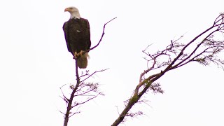 Georgia’s bald eagle population resurging after near decimation | We the People