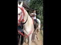 baby horse rider. trending viral reels shorts love nature kerala prank 1million dua green