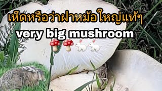 #Ep129กระต่ายน้อยที่น่ารักกับเห็ดใหญ่เท่ากับฝาหม้อ#Meet a little rabbit and a very big mushroom.🐇🍄