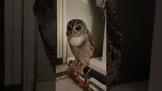 チャコフクロウの鳴き声🦉📢　モリフクロウの鳴き声に反応中❗️