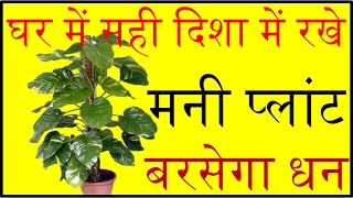 घर में सही दिशा में रखे मनी प्लांट बरसेगा धन money plant direction according to vastu