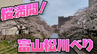 サクラ満開！富山松川べりへぷりがゆく〜