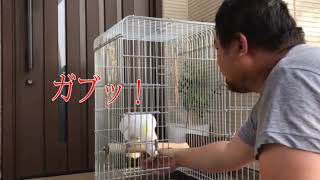 オカメインコとかキバタンとか日本語話す豚さんとか 1回目