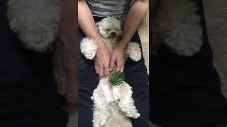 リンパマッサージされて気持ち良い犬＃18　 A dog that feels good after being lymphatic massaged　#shorts