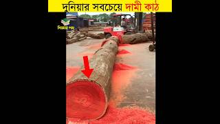 দুনিয়ার সবচেয়ে দামি কাঠ || শিক্ষার পথ #shorts #amazingfacts