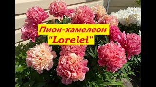 Пион Lorelei