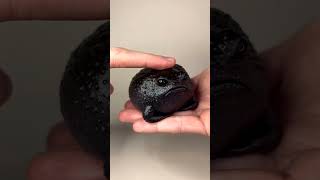 Black Rain Frog#shorts #banno#viral#youtube#ytshorts#blackrainfrog