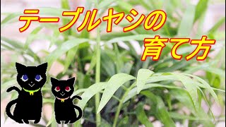 テーブルヤシの育て方