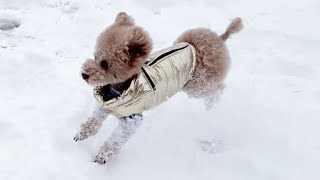 【久しぶりの雪】思い切り走る犬が可愛い　　#トイプードル #かわいい #雪 can #toypoodle #cute