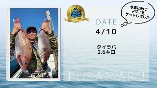 房丸マダイ釣果まとめ２０２３年4月5月　横須賀　浦賀　観音崎沖鴨居沖にて　お客さんのコメントもご覧ください