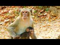 Best Father Keeps His Daughter Well-Cared For| Monkey Cambodia Daily