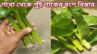 শাখা থেকে পুঁই শাকের চারা তৈরি। how to grow Malabar spinach from cutting।@arunmandalgrower