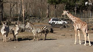 「思ったより背が高かった」キリンやシマウマ赤ちゃん 愛らしい姿が来園者楽しませる＝静岡・富士サファリパーク