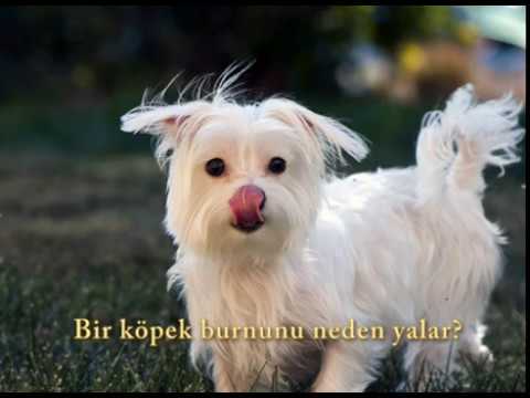 Why Does A Dog Lick Its Nose? Köpekler Neden Burnunu Yalar? - YouTube