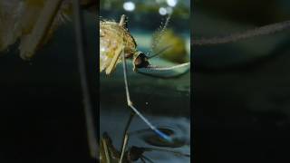 Mosquito lays hundreds of eggs on the water surface! Pure horror!#mosquito #bug #insects #parasite