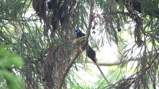 神奈川県大磯町のサンコウチョウ（雄）巣作り中　その１１（4K60P動画）