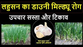 लहुसन का डाउनी मिल्ड्यू रोग का नियंत्रण कैसे करे? downy mildew of garlic