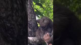 Person Helps Baby Sloth 🦥 Unite With Mother 🥺❤️🙏🏾 #shorts