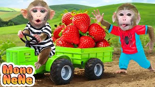 Monkey NeNe makes jelly and harvests with rescue strawberries - MONKEY NENE ESP