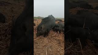 pig farms in andhra pradesh #boar#hog #pigs #baby pigs #shorts