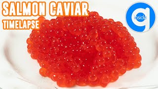 Salmon Caviar Timelapse - Rotting Food Time Lapse