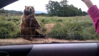 Polite Bear Waves Hello - a waving bear