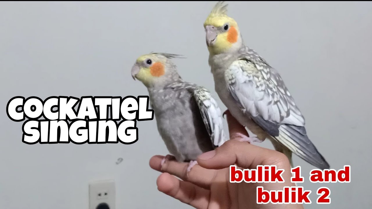 Cockatiel Singing Cockatiel Whistle How To Teach Your Cockatiel