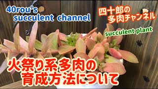 【多肉植物】【ガーデニング】🔥火祭り系多肉の育成方法について