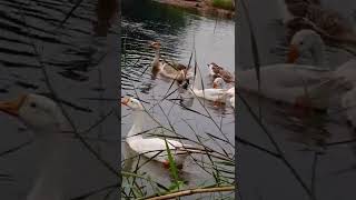 //Rajhans//Geese//white Ducks//Big Ducks