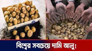 বিশ্বের সবচেয়ে দামি আলু, বিশেষভাবে চাষ হওয়া এ আলু অনেক ব্যয়বহুল | Bangla news