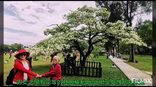 2022.03.25. 桃園大溪.石管局大草坪賞四月雪--- 流蘇花