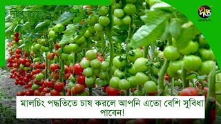 #DeeptoKrishi_C | মালচিং পদ্ধতিতে চাষ করলে আপনি এতো বেশি সুবিধা পাবেন! | Deepto Krishi