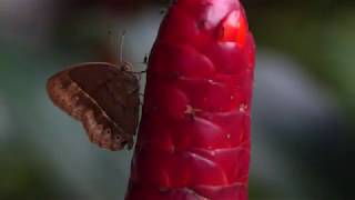 Black crazy Ants (Paratrechina longicornis) on a Costus flower