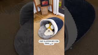 This or That? World's Angriest Dog 🐶🐶 #shorts