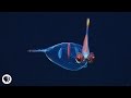 8 Incredible Deep Sea Oddities!