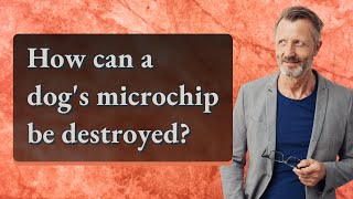 How can a dog's microchip be destroyed?