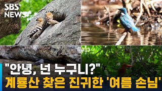 후투티 · 호반새…계룡산 찾은 진귀한 '여름 손님' / SBS