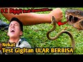 TEST GIGITAN ULAR BERBISA! 5 X Digigit Darah sampai Ngocor! Efeknya Ternyata Ngeri! Snake Bite