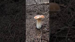 Beautiful Bolet, Porcino/Cep #shorts #new #trending #nature #foryou #forest #wood #mushroom #boletus