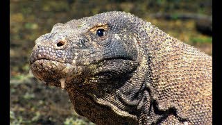 Komodo Dragon - Large Predator Lizard (Nat Geo Wild)