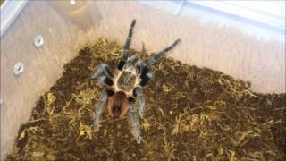 Tarantula Rehousing ~ Brachypelma sp. \u0026 Nhandu chromatus