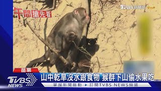 山中乾旱沒水跟食物 猴群下山偷水果吃