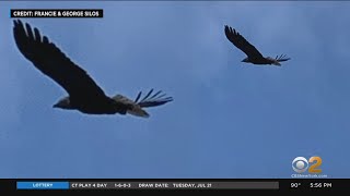 N.J. Now A Hot Spot For Bald Eagles