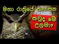 කවුද මේ උලමා? | Devil Bird of Sri Lanka