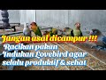 Racikan pakan indukan Lovebird paling lengkap dan selalu produktif