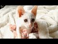 【保護猫】アルくんの一日に密着してみました　～子猫だって忙しい～ a resucued kitten's daily rutine