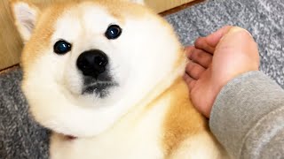 Try to stun the Shibe with a chop to keep him away from dangerous battles