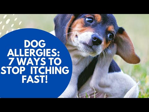 Dog Allergies: 7 Ways To Stop The Itching Fast Dog Allergies: 7 Ways To Stop The Itching Fast