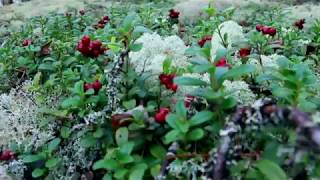 LINGONBERRY PICKING IN FINLAND | Virtual Outdoors Finland