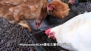 【天下新聞】北加州: 三藩市家禽市場兩雞驗出禽流感 San Francisco Detects Bird Flu in Chickens at Local Market